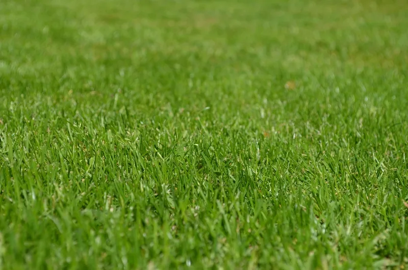 Fertilization service by B&B Lawn & Landscape in Kansas City metro