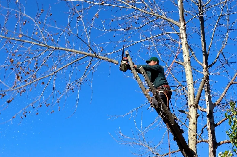 Tree & Bush Removal service by B&B Lawn & Landscape in Kansas City metro